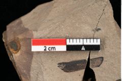 Foto (Detailansicht) von Pinus goethana Unger (NHMW-GEO-2024-0188-0285)